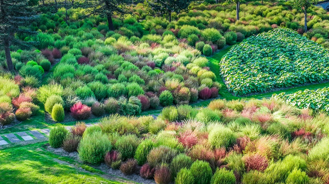 >上观号>上海松江>文章详情>接下来将是最吸睛的秋日景观辰山地肤面积