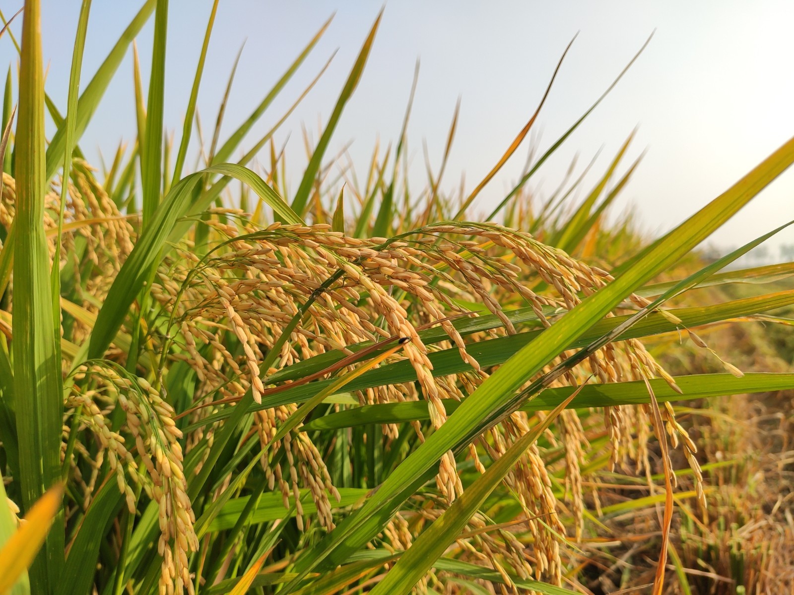 旱地变沃田!台儿庄区马兰屯镇旱地水稻喜获丰收