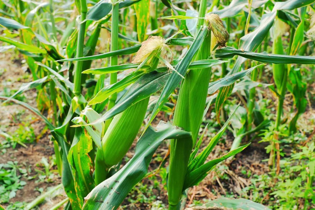 鲜甜爆浆秋季鲜食玉米上线快来尝一口