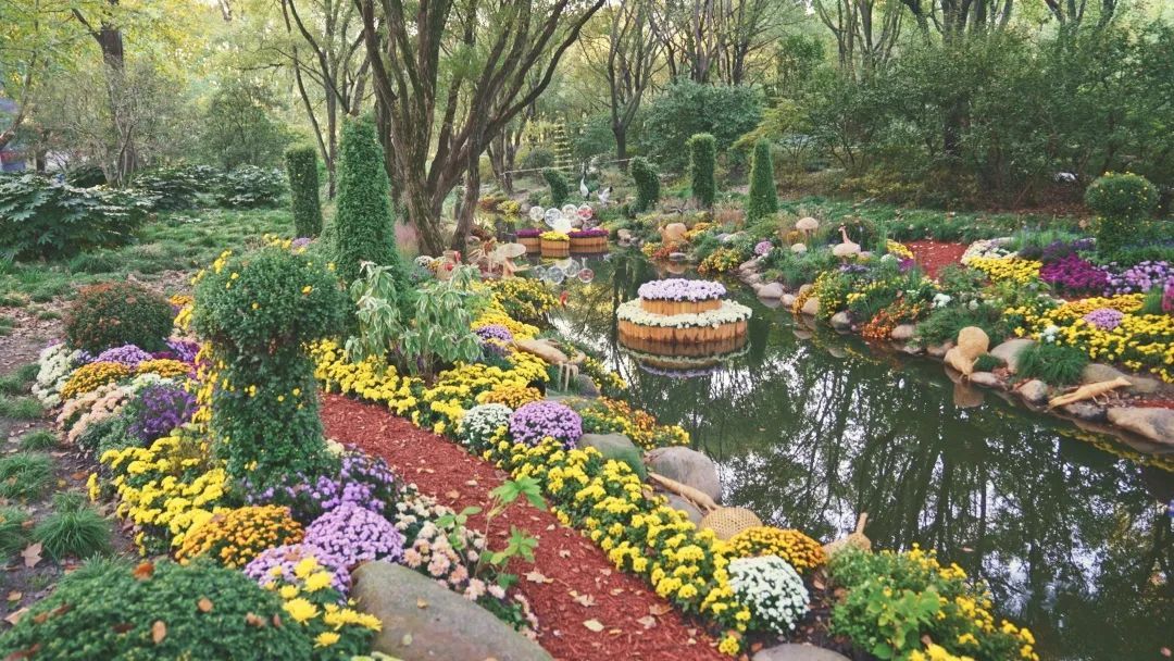 上海这片莫奈花园换上秋天的装扮了