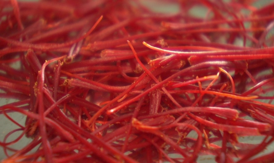 崇明西红花开啦