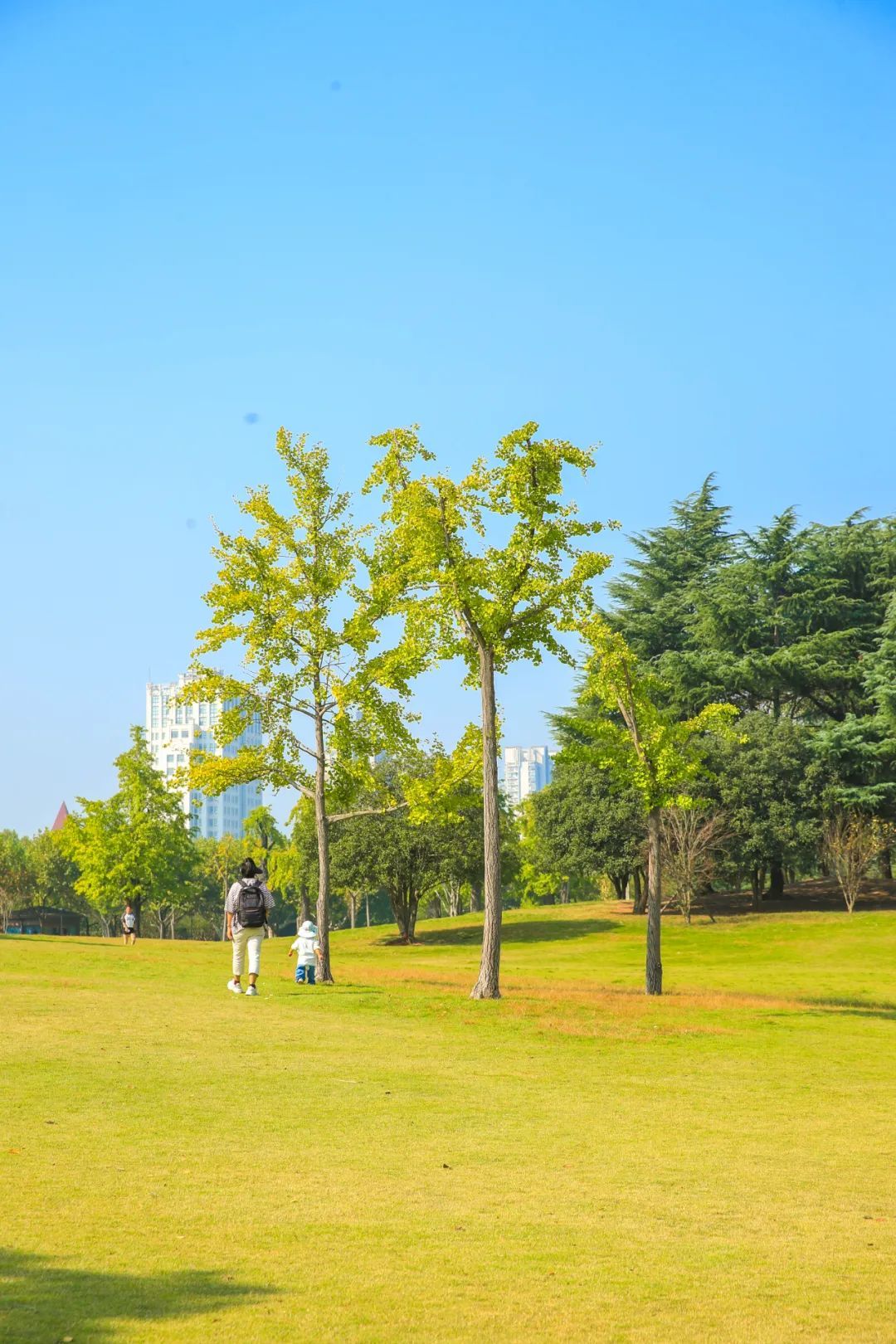 银杏渐黄松江的秋色真美