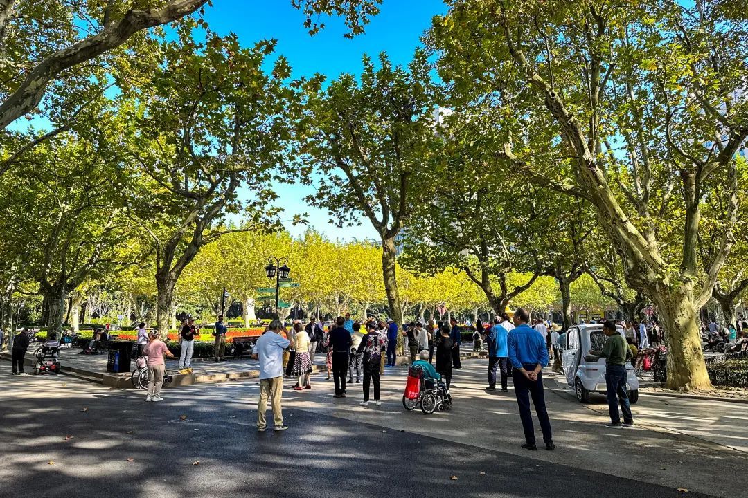 黄浦赏秋地图丨复兴公园秋之韵引人入胜市民游客纷至沓来