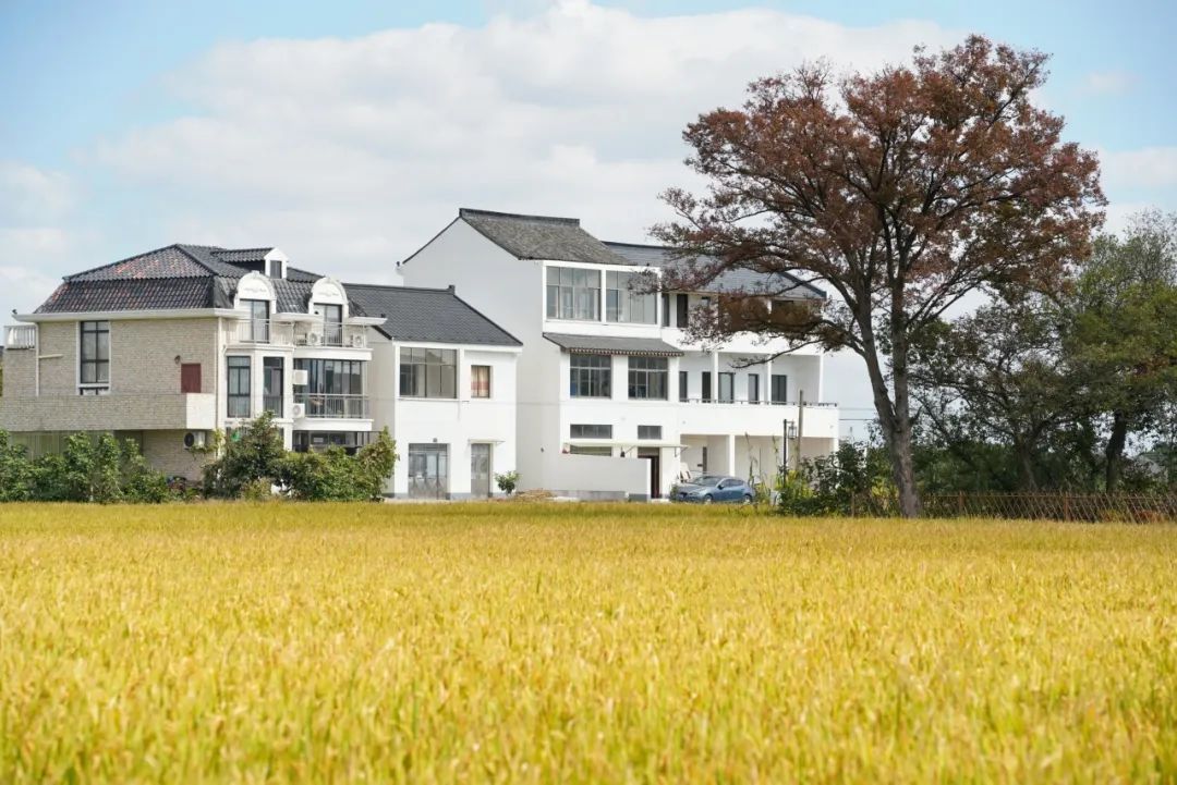 申隆生态园作为第一批上海市乡村旅游重点村奉贤区青村镇李窑村稻花香