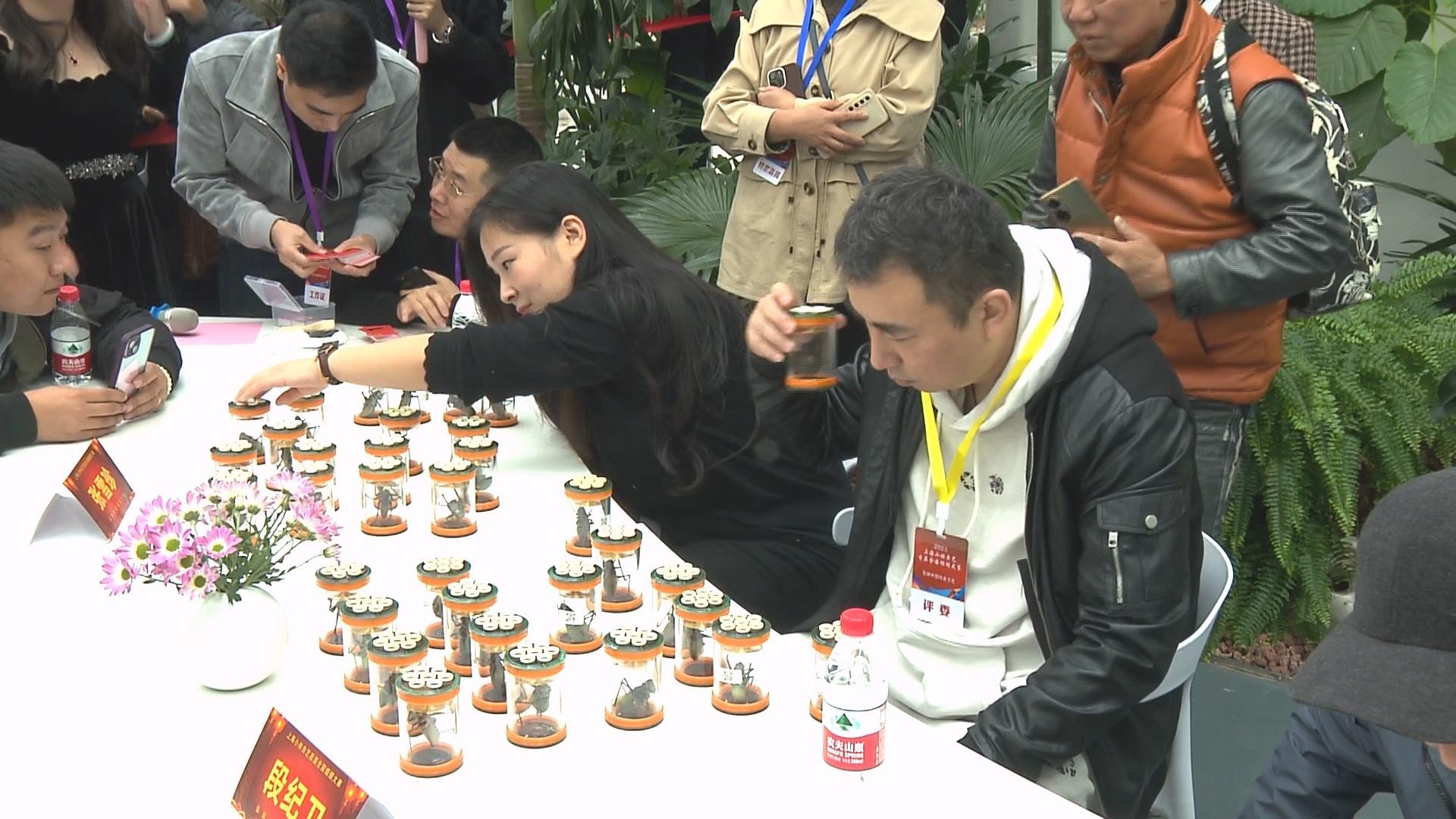 蝈蝈比赛是怎样的这个首届大赛吸引了全国各地的虫友们