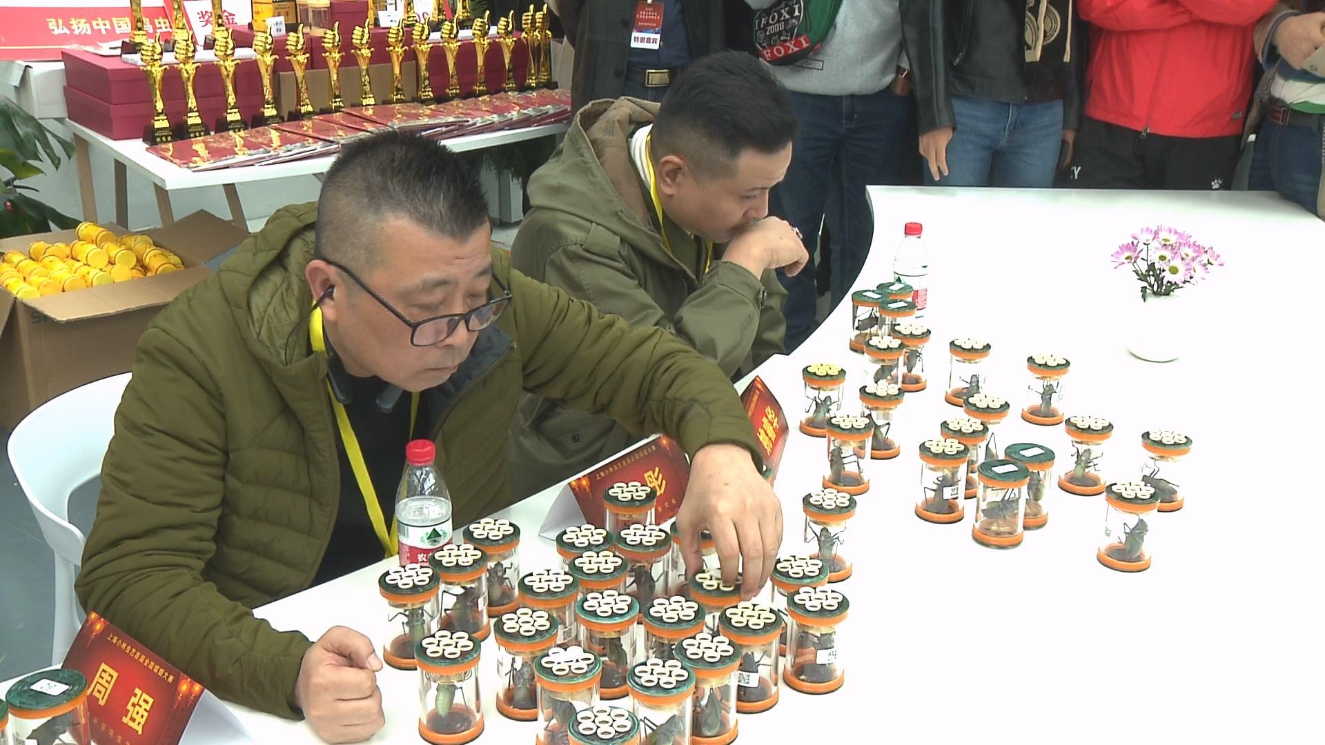 蝈蝈比赛是怎样的这个首届大赛吸引了全国各地的虫友们