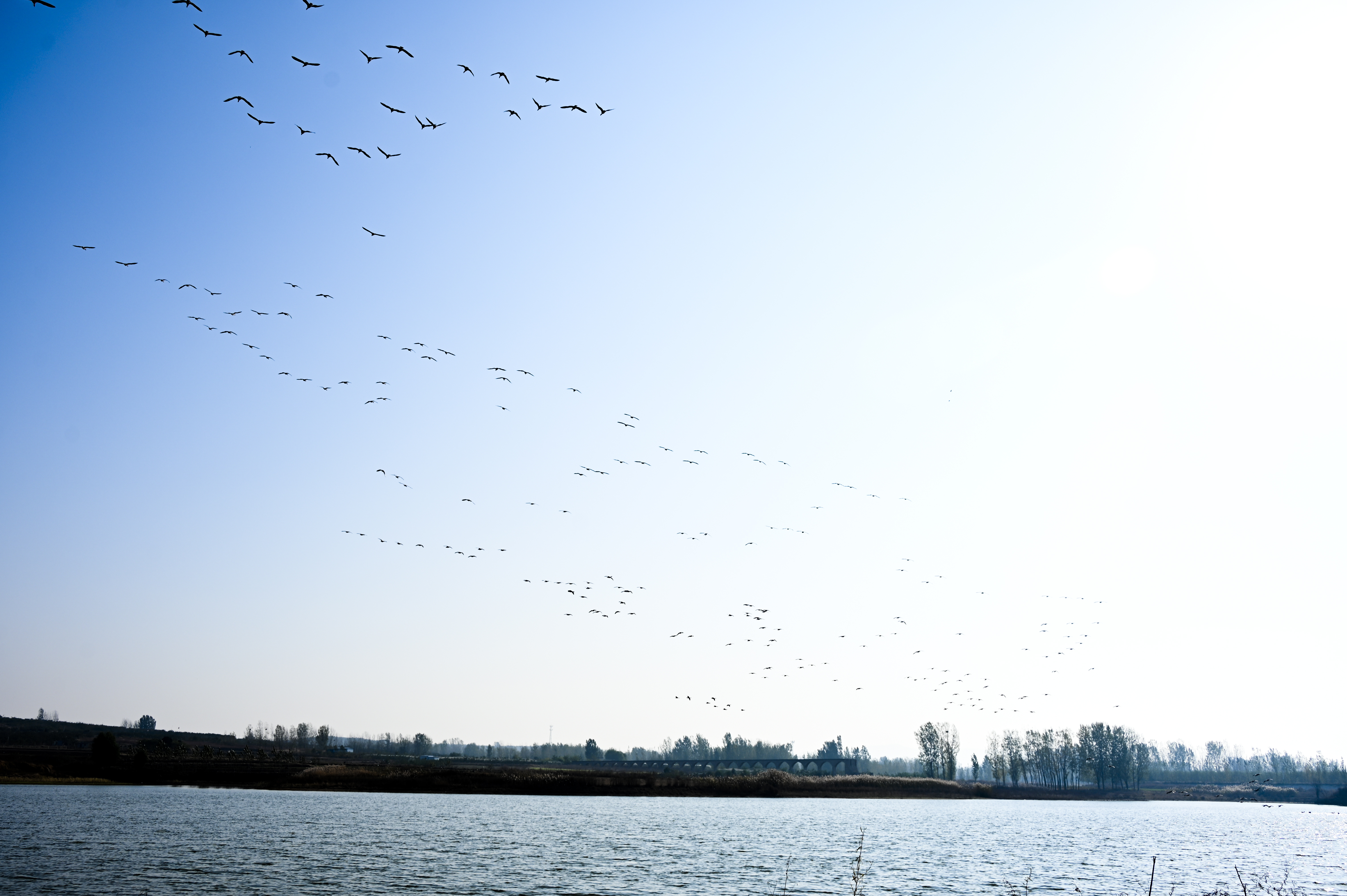 时而一字时而人字邹城尚庄水库来客了