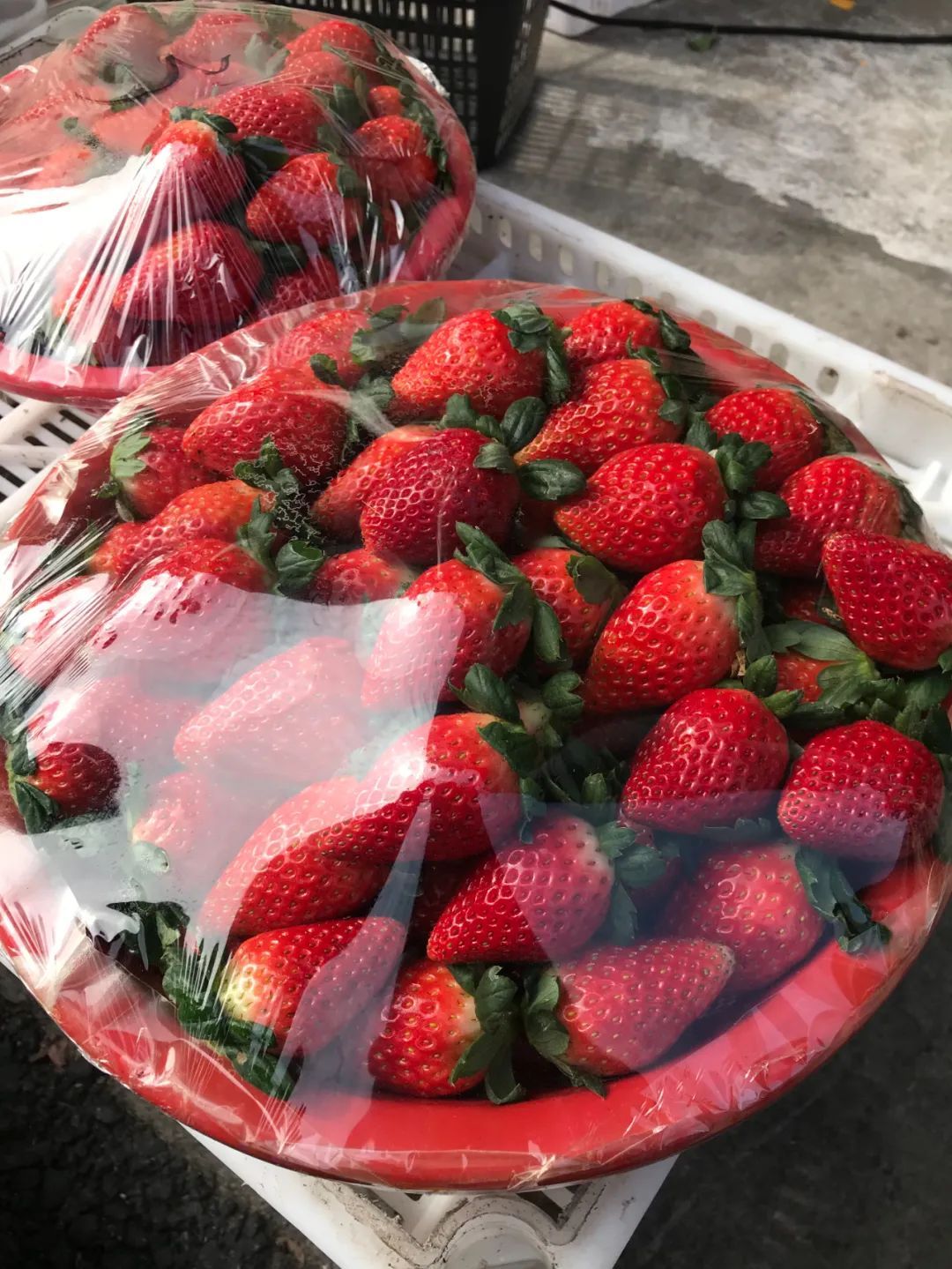 草莓车厘子甜蜜上市价格咋样