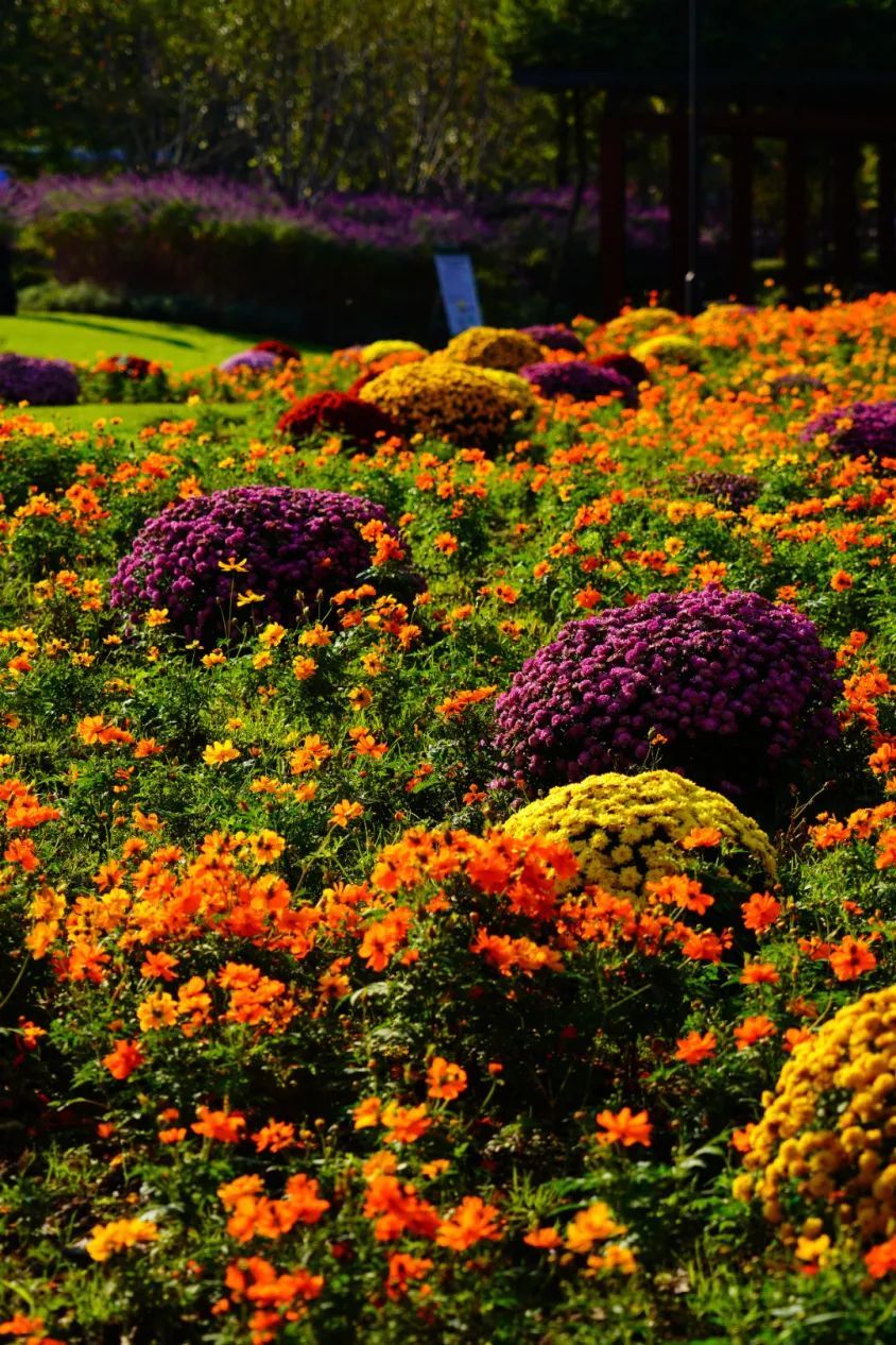 黄红紫橘粉彭浦四季公园花坛盛装亮相