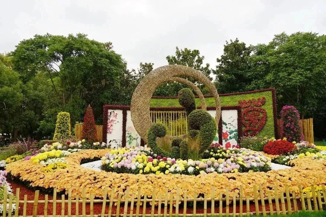 小榄菊花展历史图片