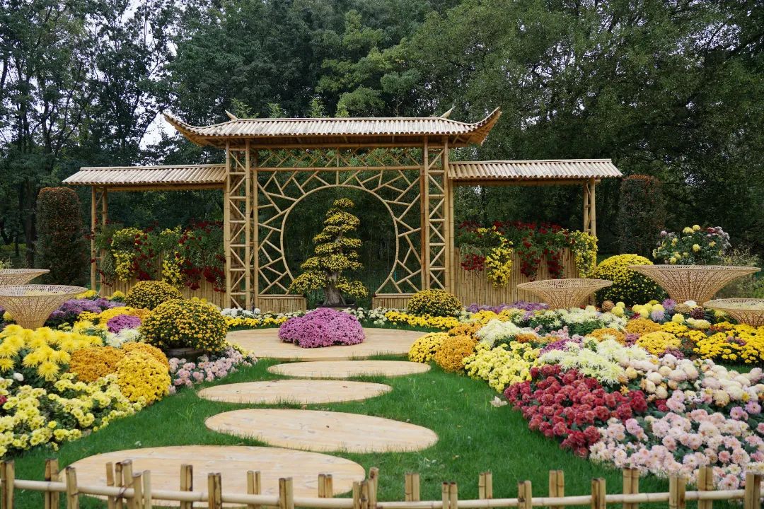 赏菊最佳时2023上海菊花展喊你来打卡