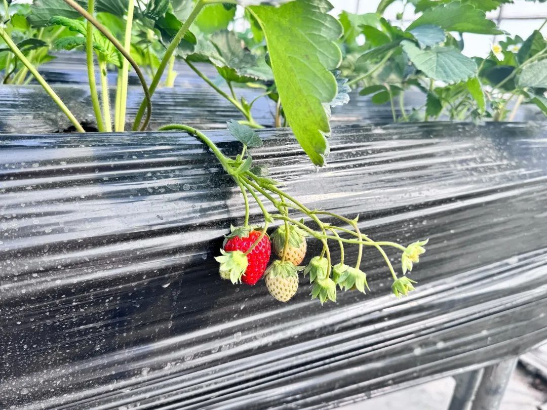 白鹤草莓陆续成熟上市立冬后的第一颗草莓你吃了吗