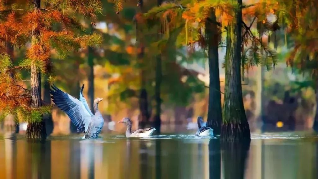 进入最佳观赏期,快来打卡崇明"醉"美秋色!_上观新闻