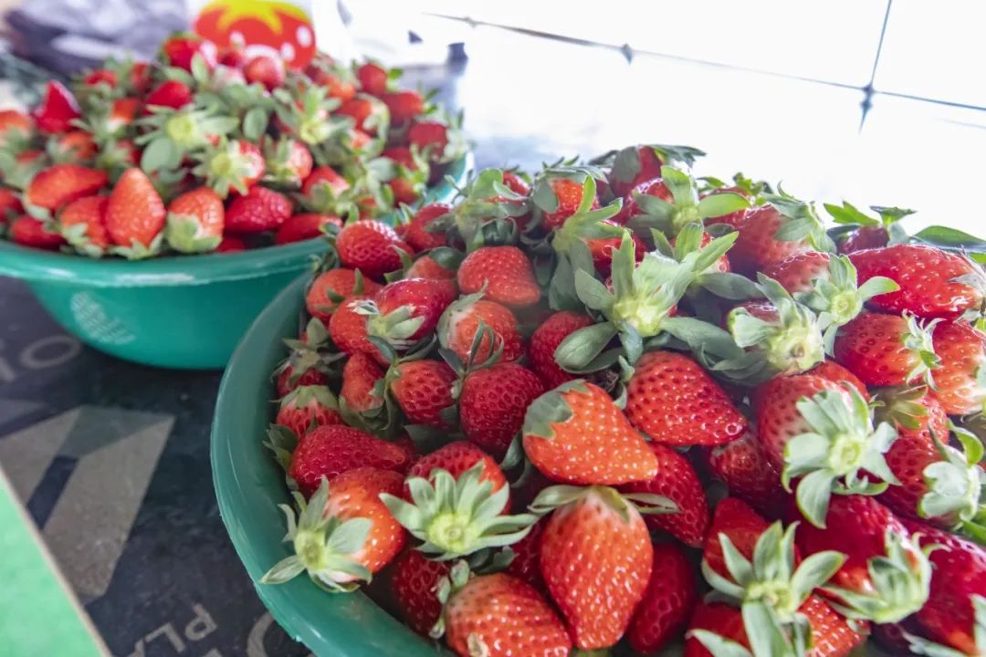 头茬上市柘林镇冬季草莓价格亲民走俏市场