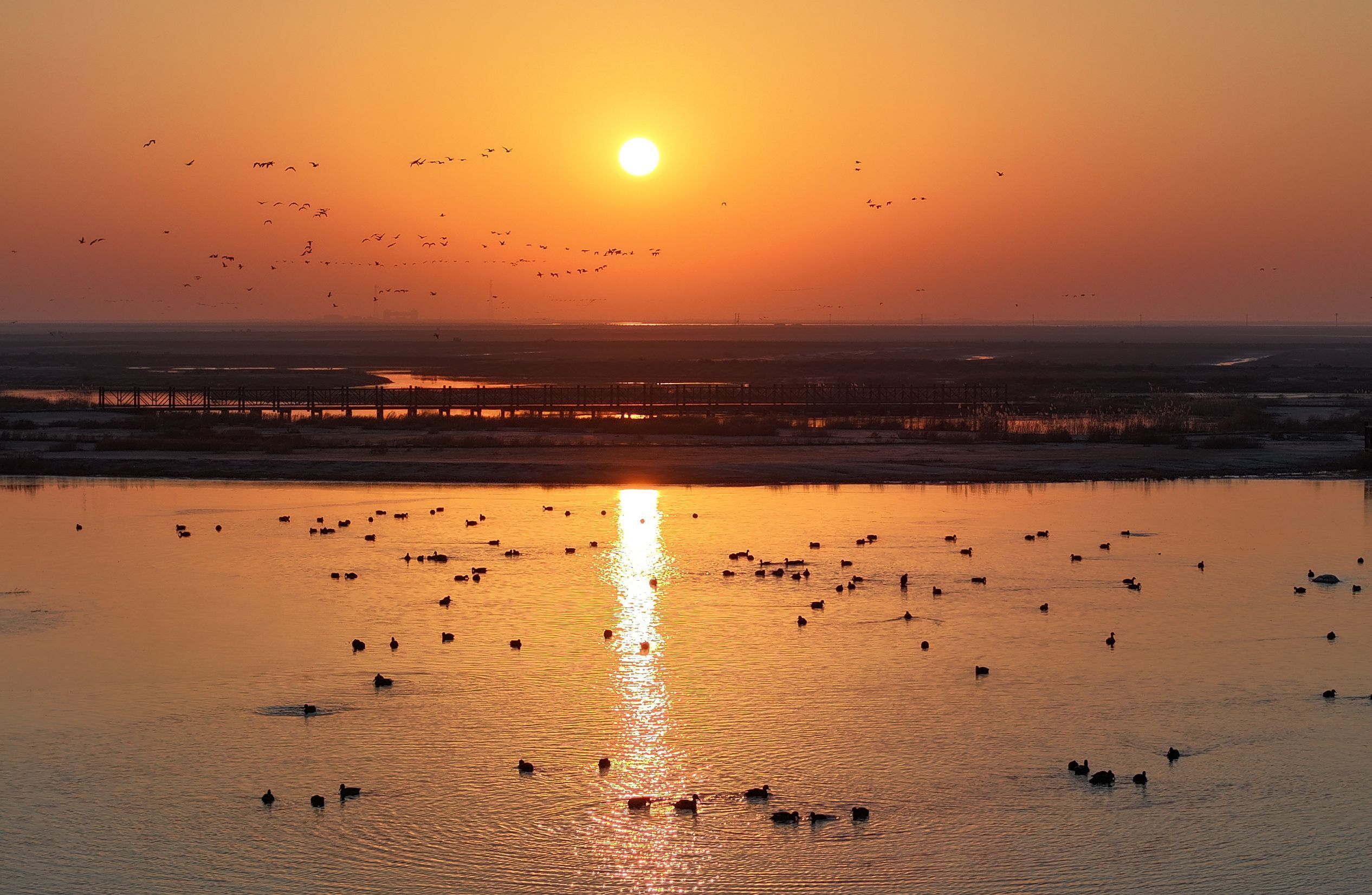组图丨东营:黄河三角洲 候鸟想停留