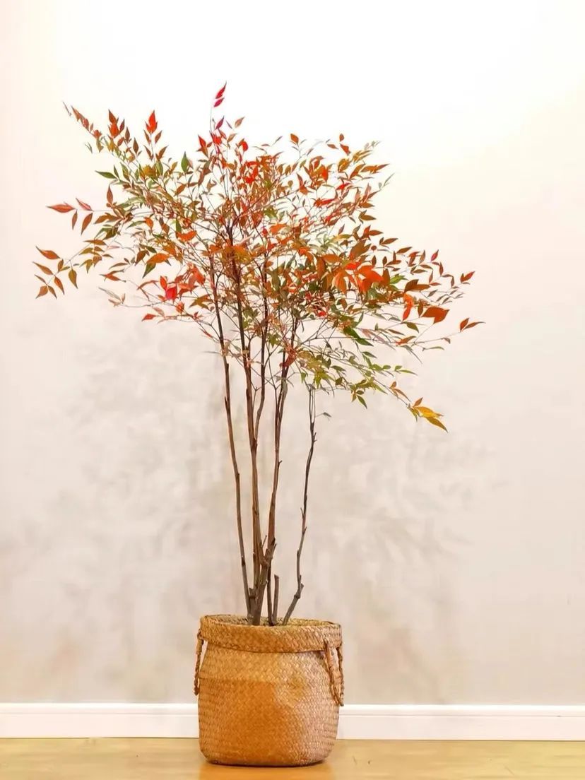 似竹非竹四季皆可赏的宝藏植物南天竹小叶子涨植识