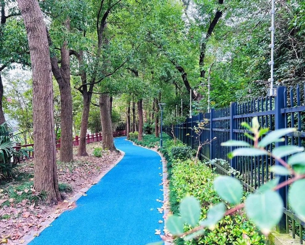 闵行又添一条亲水绿道河水潺潺绿意相伴水鸟栖息