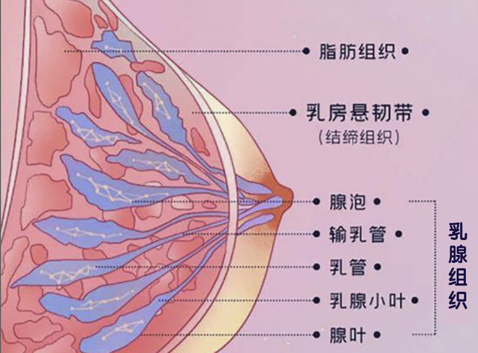 乳房解剖图实体图片