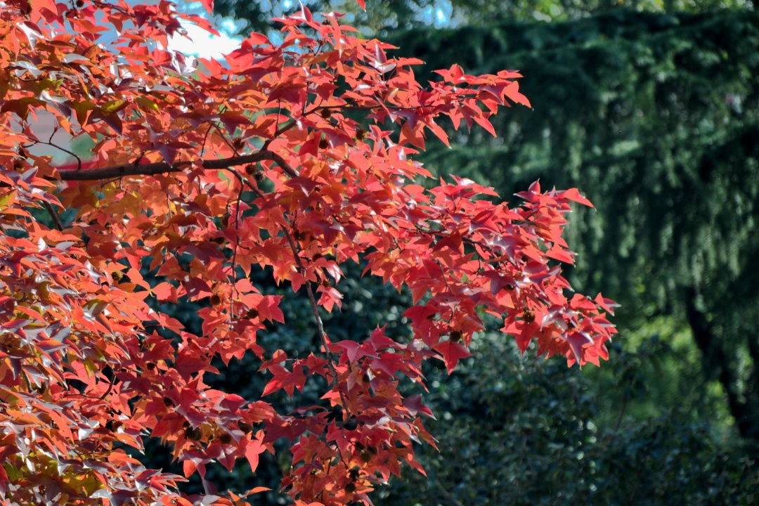 我的位置:>上觀號>上海虹口>文章詳情> 楓香@涼城公園紅楓紅楓@愛思