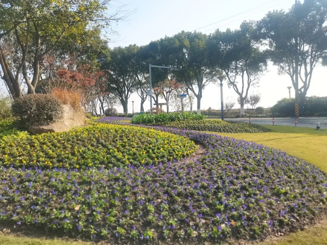 已完成金山大道沿線,濱海公園,新城公園,月亮灣,衛零廣場等公園綠地