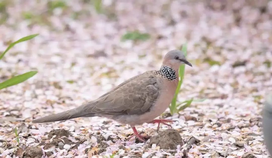 上海常見鳥類有哪些這份認鳥指南你值得擁有