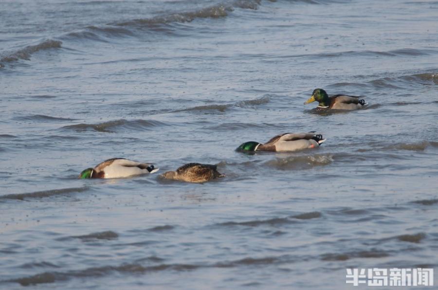 绿头鸭伉俪捞海鲜