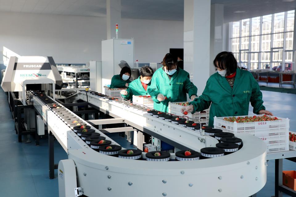 在聊城市茌平区乐平铺镇信发现代农业产业园智能分拣线分拣包装草莓