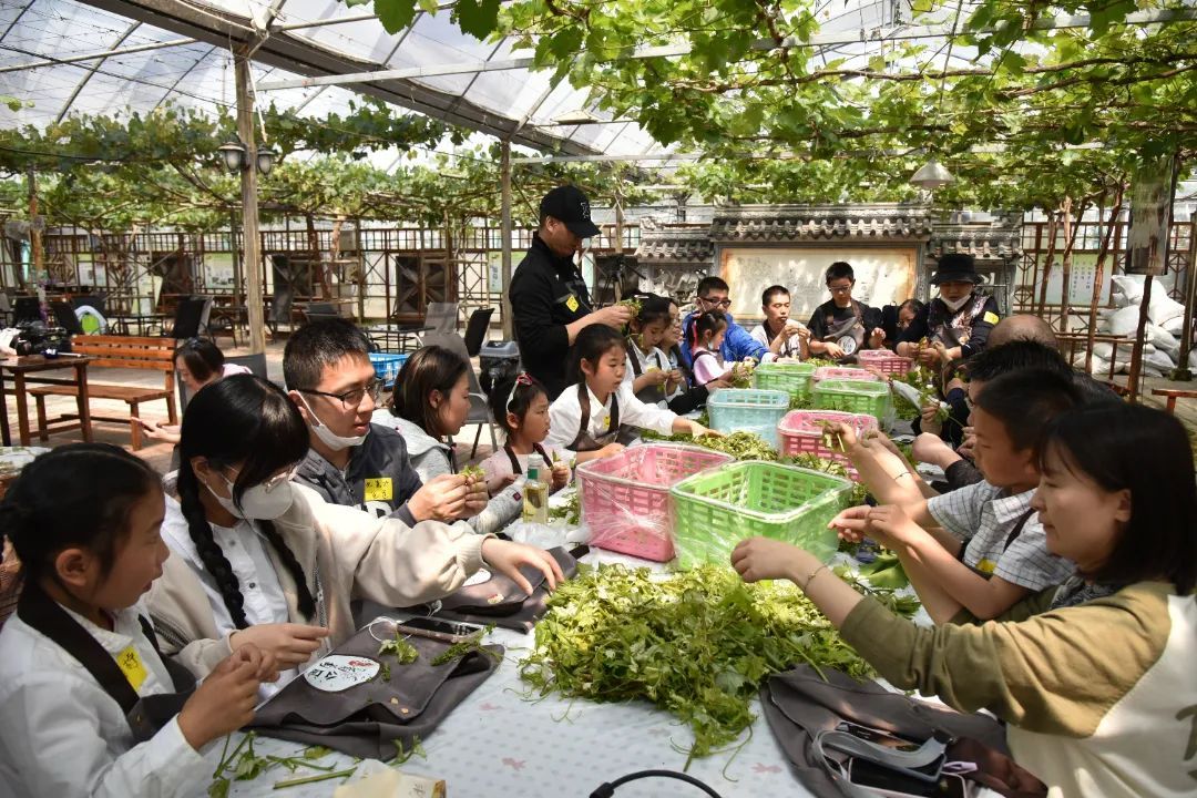 葡萄架下的村莊像住在景區裡