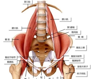 女性腰部位置图片