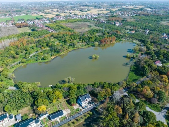 上海市森林鄉村名單出爐來看崇明上榜村