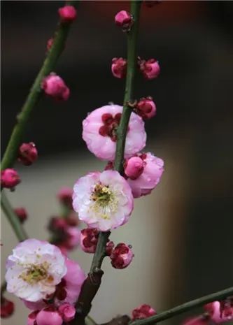 雄蕊:2~4,臺閣狀花心:常有臺閣(梅花中把雌蕊變異成的小花稱為臺