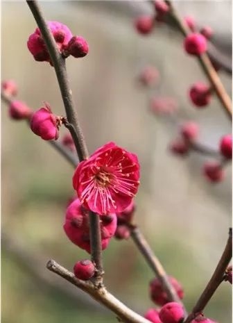 梅花萬杂墨 Lucky Spring吊坠，梅花18K玫瑰金, 珍珠母贝_梵克雅宝_Van Cleef