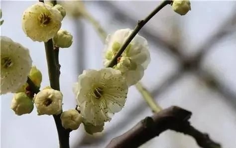 梅花萬杂墨 Lucky Spring吊坠，梅花18K玫瑰金, 珍珠母贝_梵克雅宝_Van Cleef