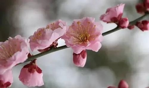 这些在上海生长的梅花你都见过吗？识梅攻略请查收_上观新闻