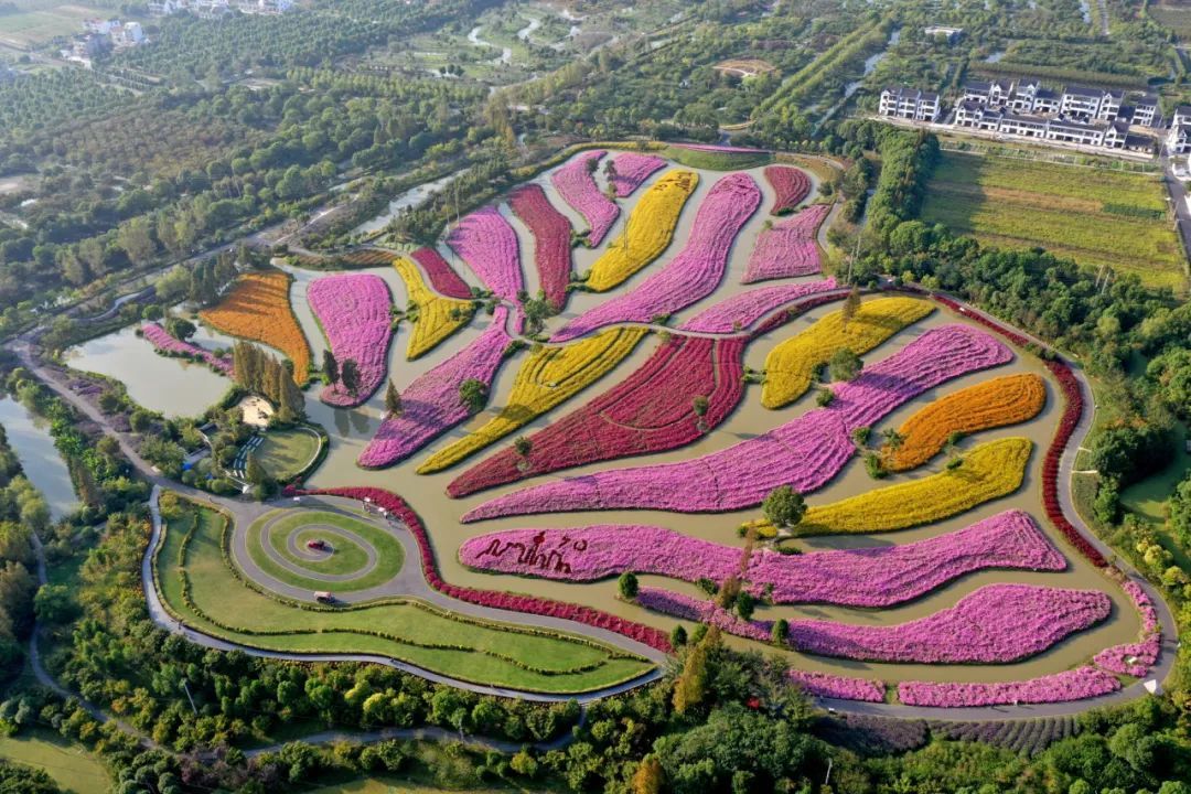 樱花大道,600亩桂花林……走近金山的森林乡村_上观新闻