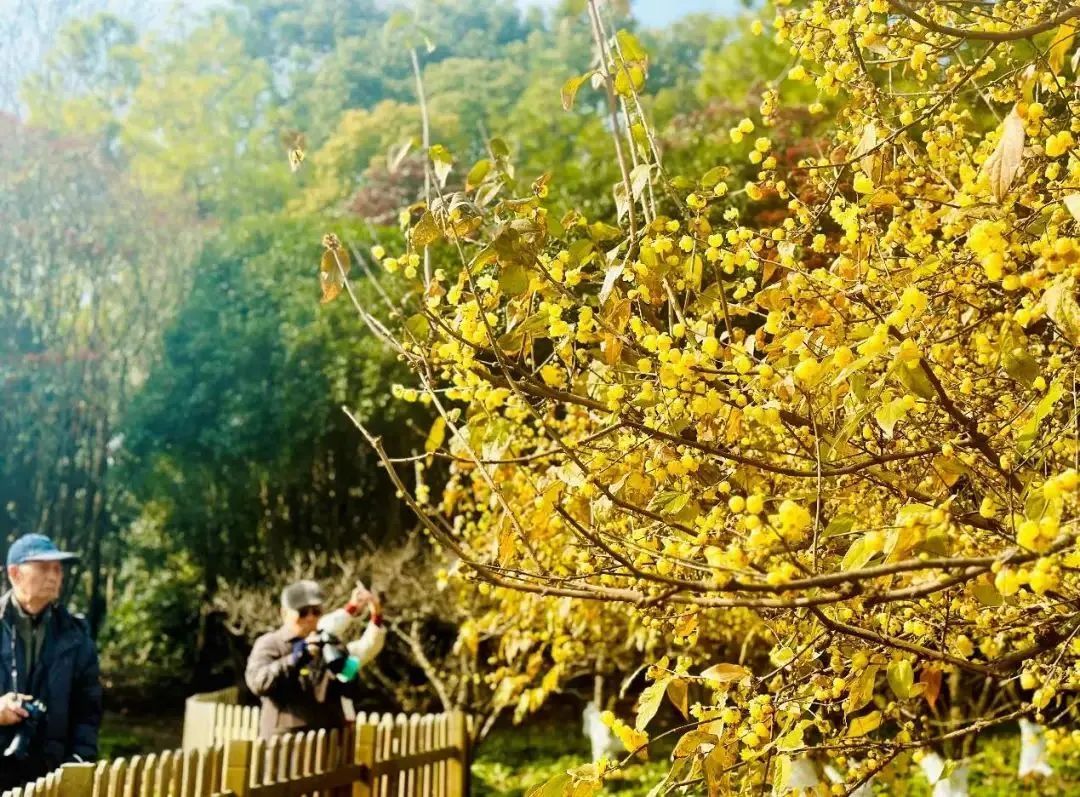 拍紅牆臘梅不用去故宮來上海市中心這個免費公園吧