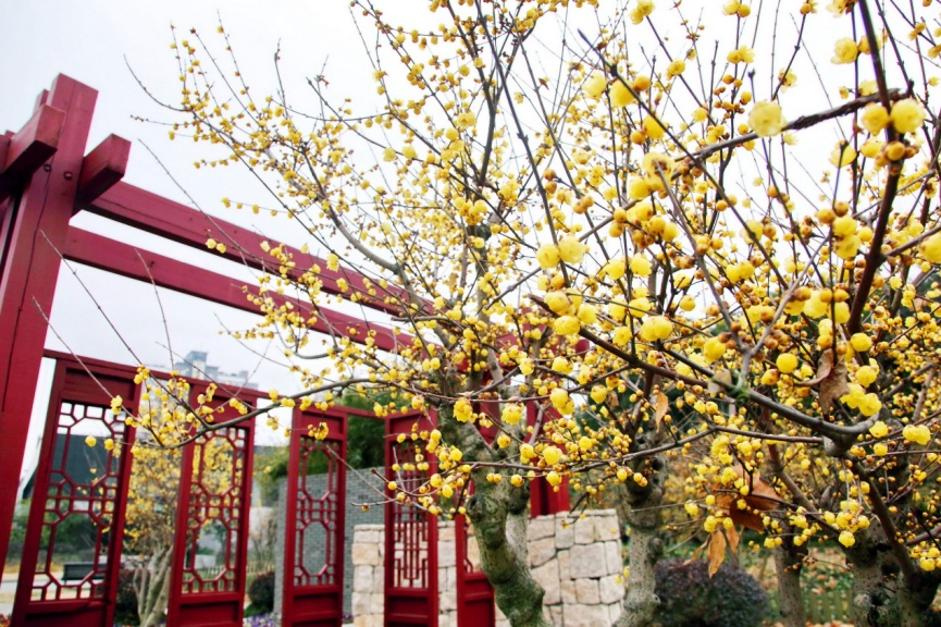 拍紅牆臘梅不用去故宮來上海市中心這個免費公園吧