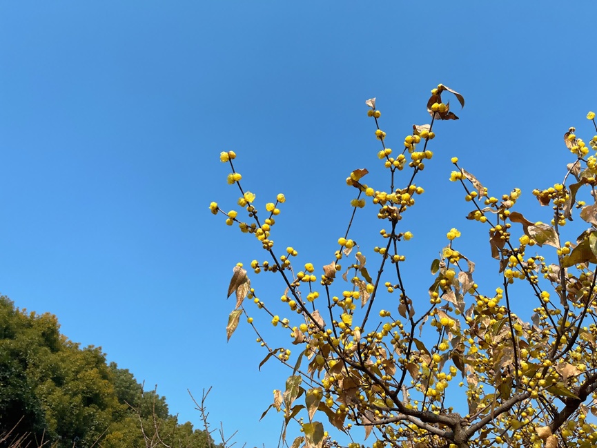 拍紅牆臘梅不用去故宮來上海市中心這個免費公園吧