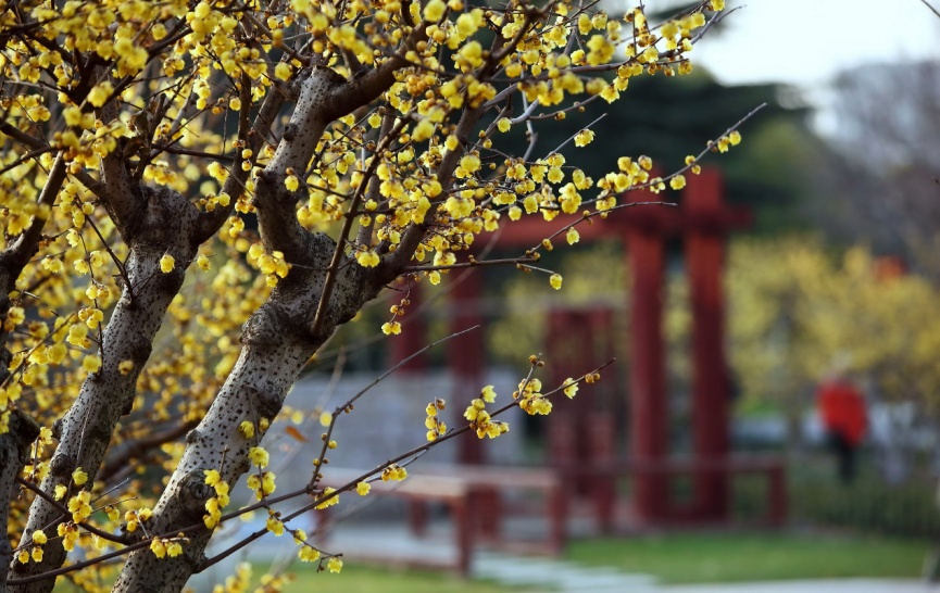 拍紅牆臘梅不用去故宮來上海市中心這個免費公園吧