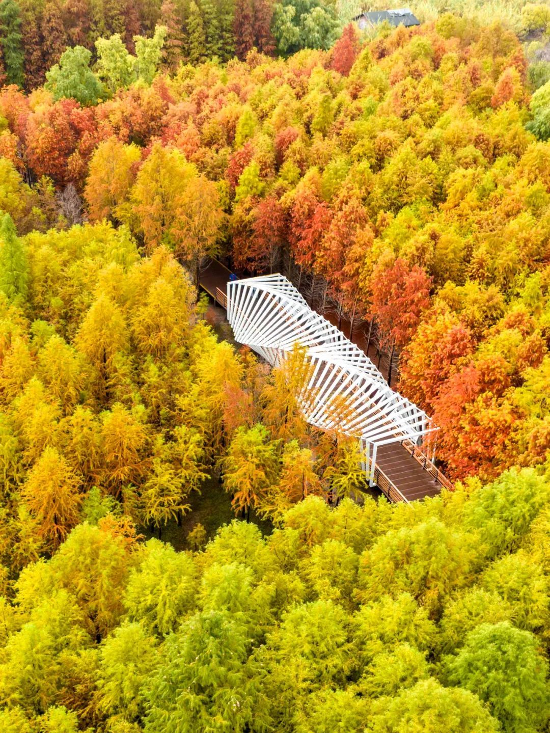 我的位置:>上观号>崇明旅游>文章详情>泛舟湖上,波光粼粼杉林尽染,芦
