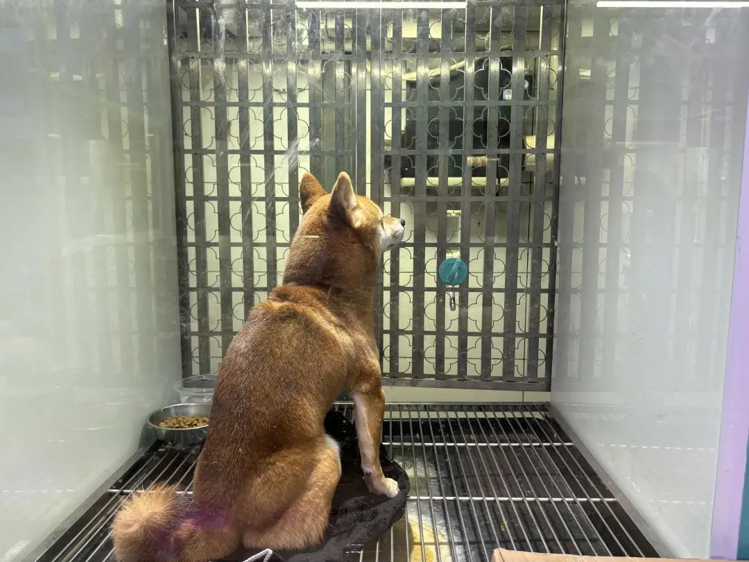 一窝难求春节期间宠物寄养成外出铲屎官第一选择