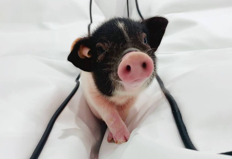 表情包拱手,飞跃,卖萌小香猪们身怀绝技摇一摇的小尾巴圆滚滚的小肚子