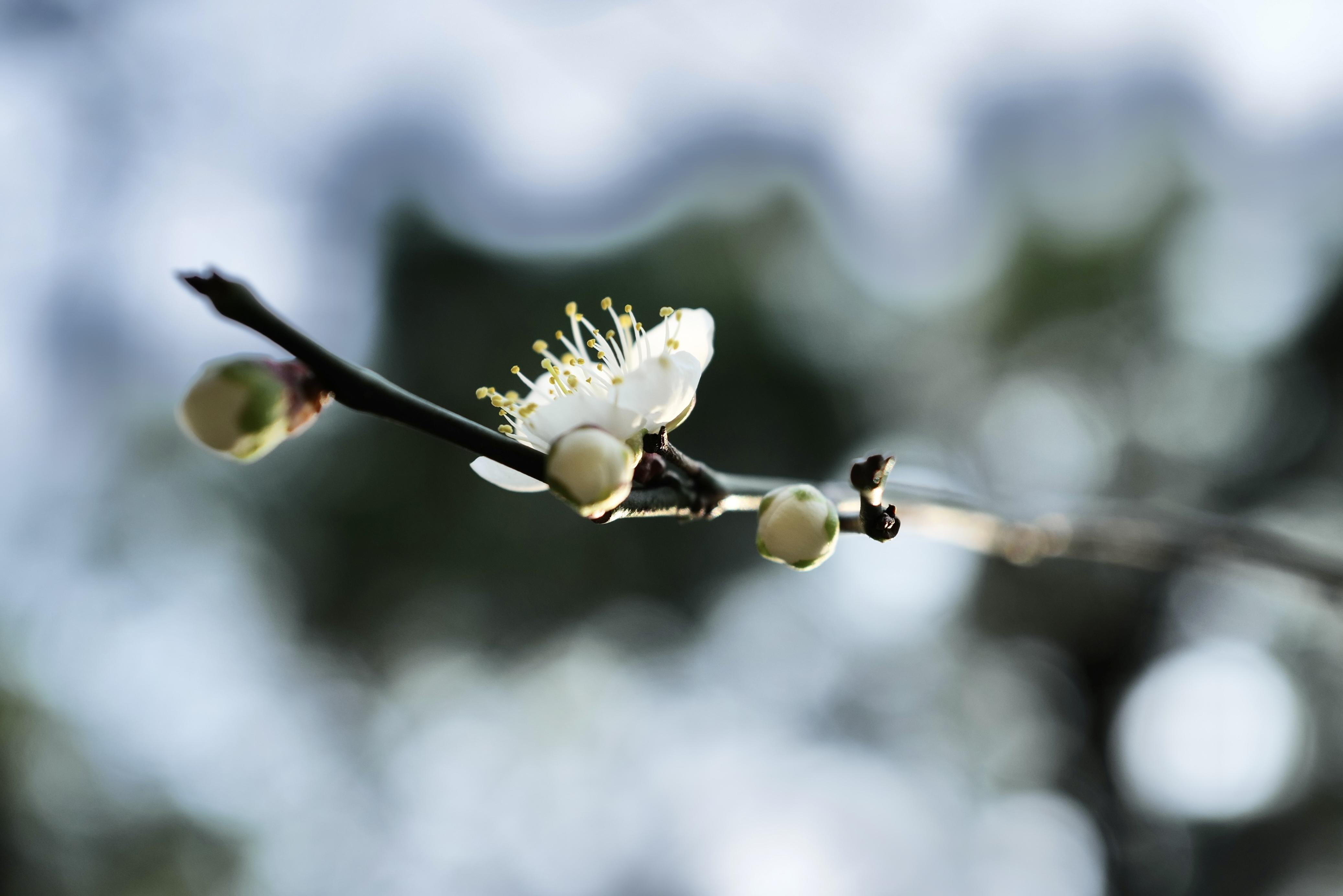 芳菲满园丨迟放的梅花少了份孤寒多了些风情