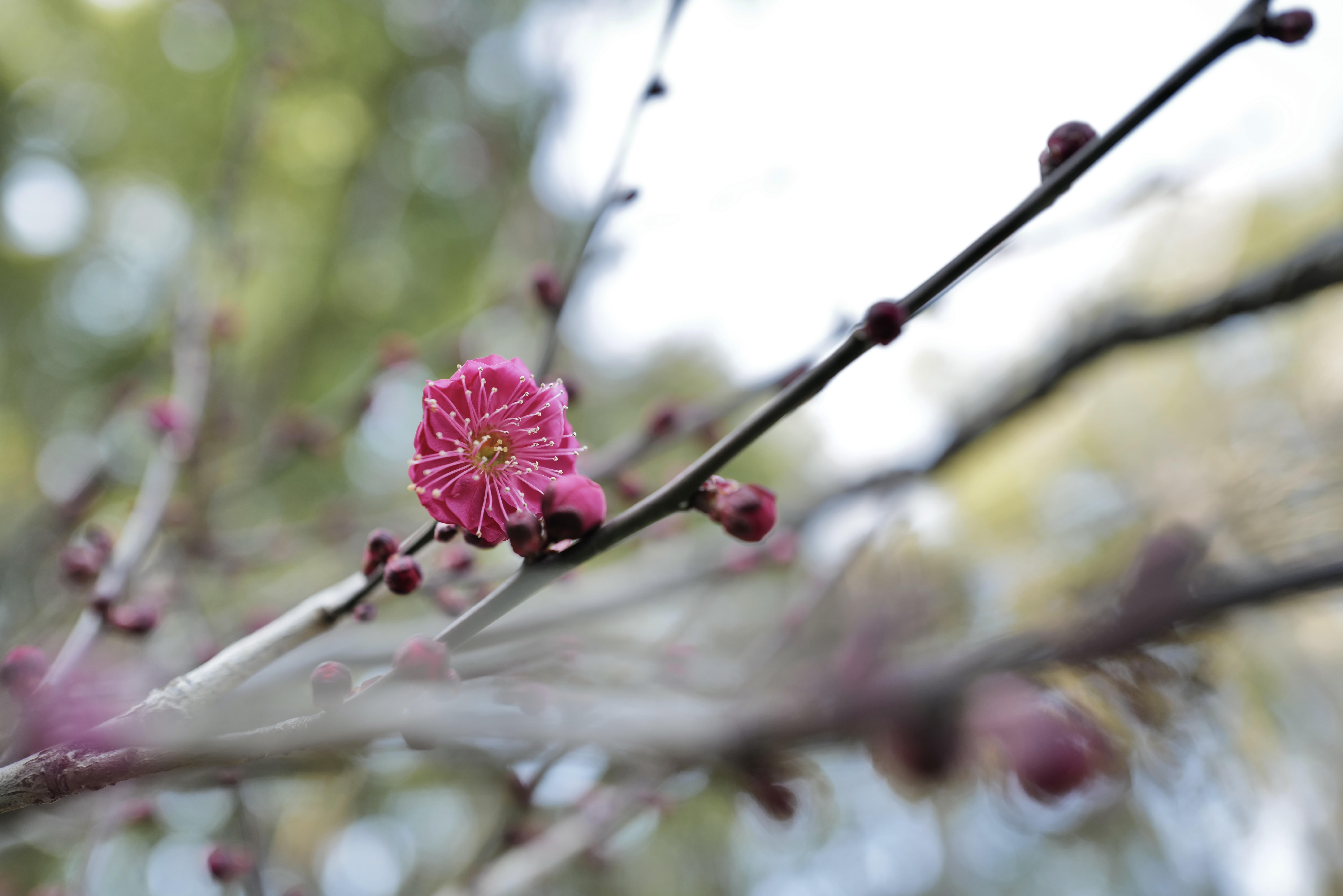 芳菲满园丨迟放的梅花少了份孤寒多了些风情