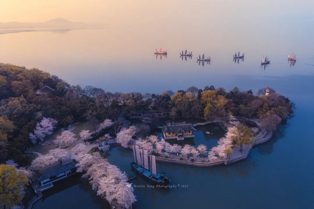 第一朵开啦!接下来的无锡……_上观新闻