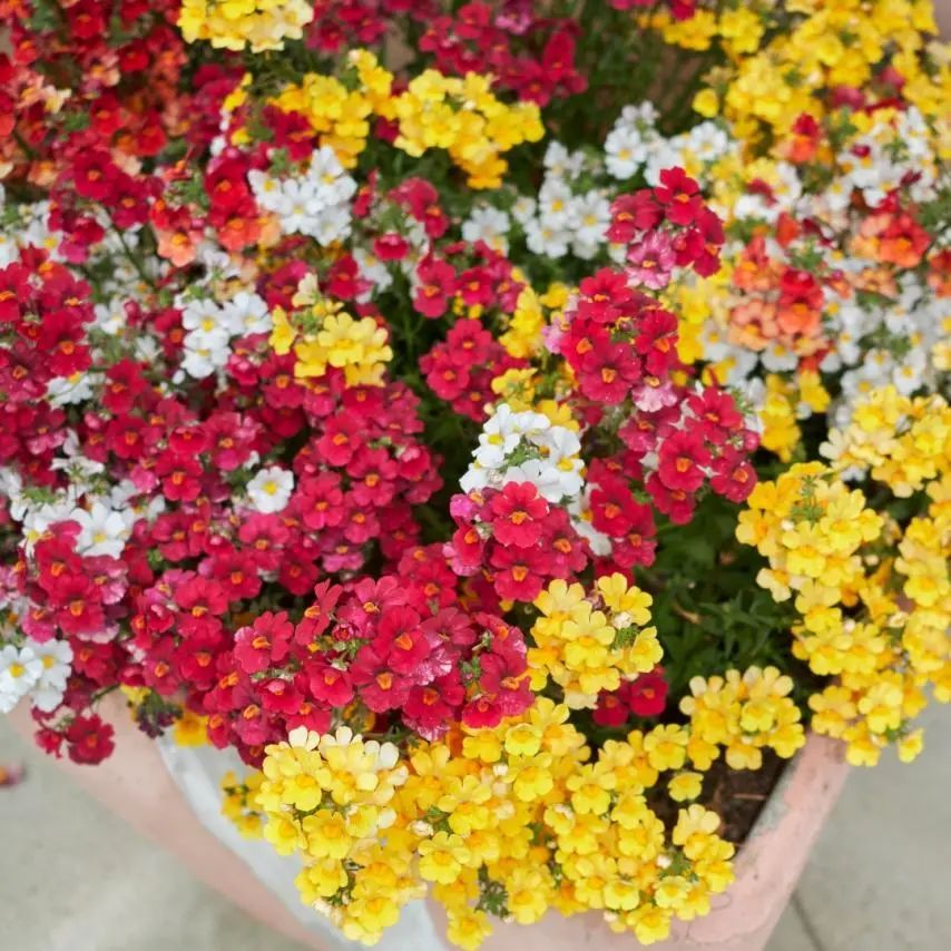 养好龙面花龙年迎好运