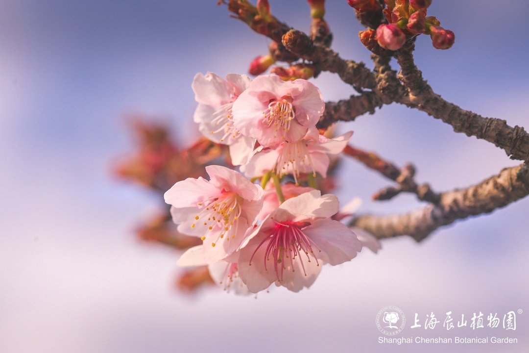 最新辰山植物园传来2024最早樱花问候