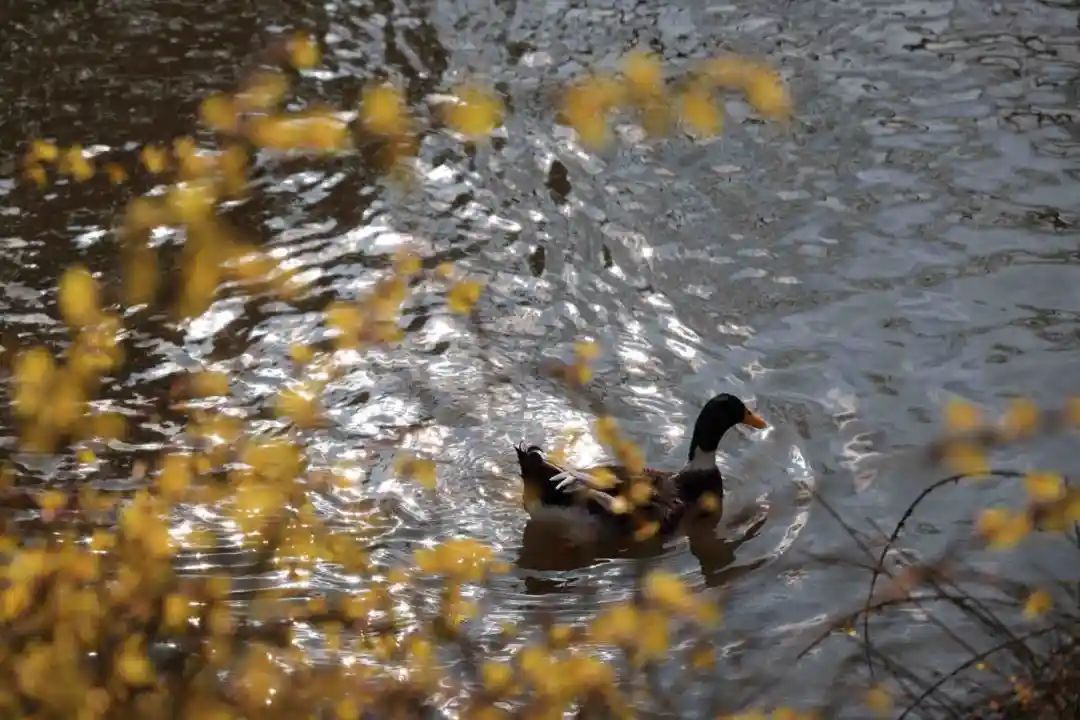 花开迎春闵行这里的迎春花怒放烂漫如诗