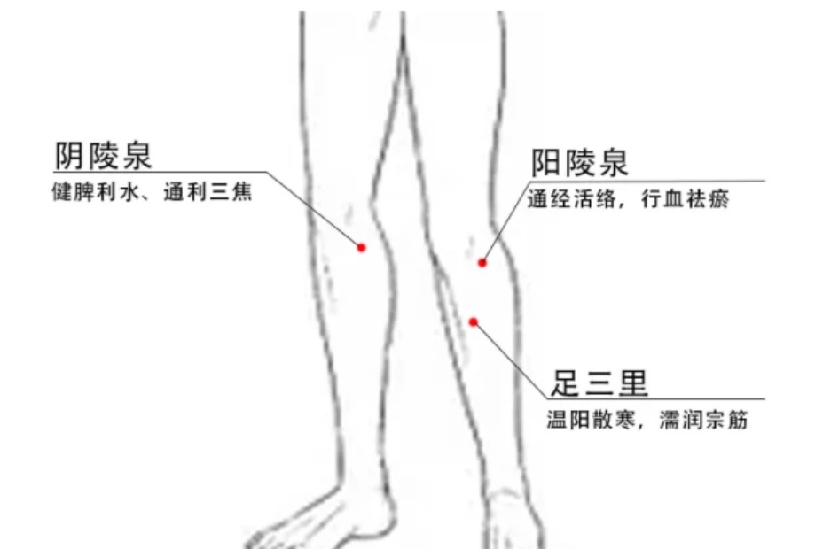 腿部阳陵泉的位置图图片