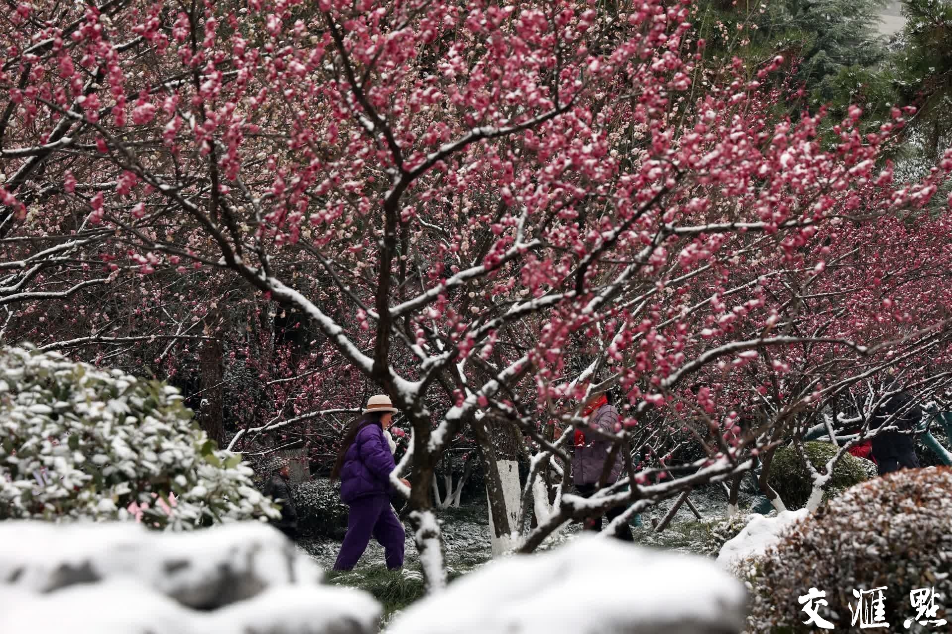 北京冬天赏梅花图片